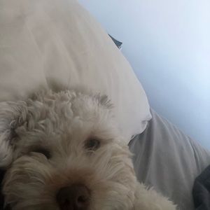 Meet your Posher, Frank